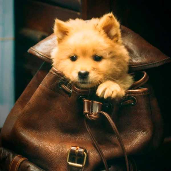 HACHIKO: UNA HISTORIA VERDADERA